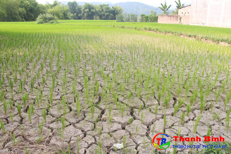 Biến đổi khí hậu ảnh hưởng đến nông nghiệp