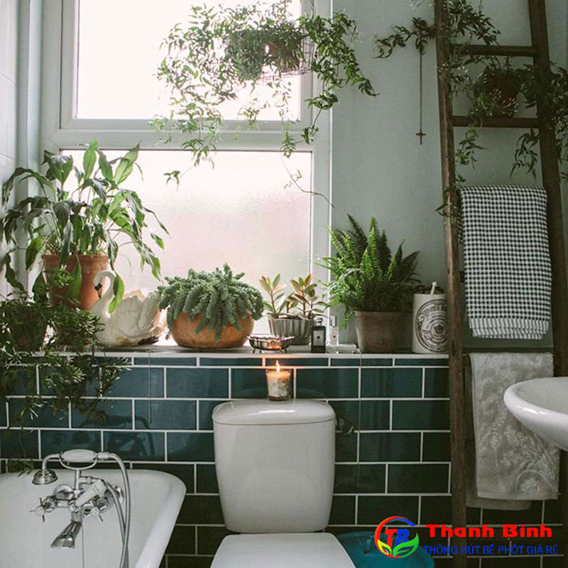 Tác dụng của việc trồng cây xanh trong nhà vệ sinh