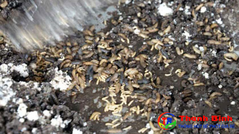 Xử lý chất thải nông nghiệp bằng ruồi lính đen và giun quế